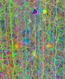Computational Neuroscience: Northwestern University Quantitative 
